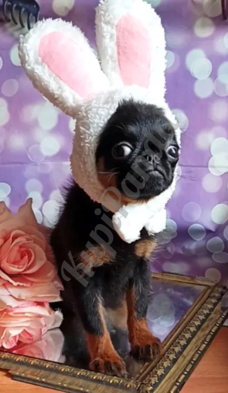 Девочка малый брабансон