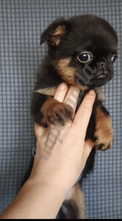 Девочка малый брабансон