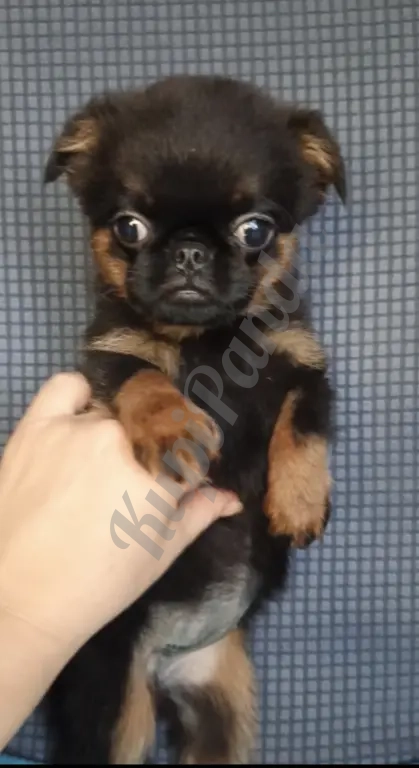 Девочка малый брабансон