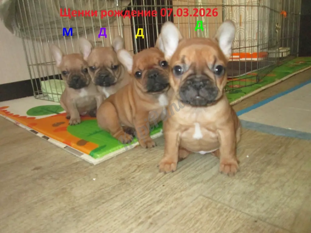 ЩЕНКИ ФРАНЦУЗСКОГО БУЛЬДОГА