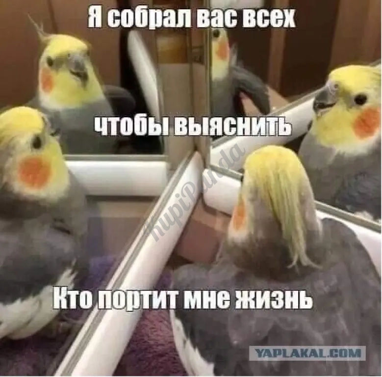 Выслушивание, нытинг, собеседник на час