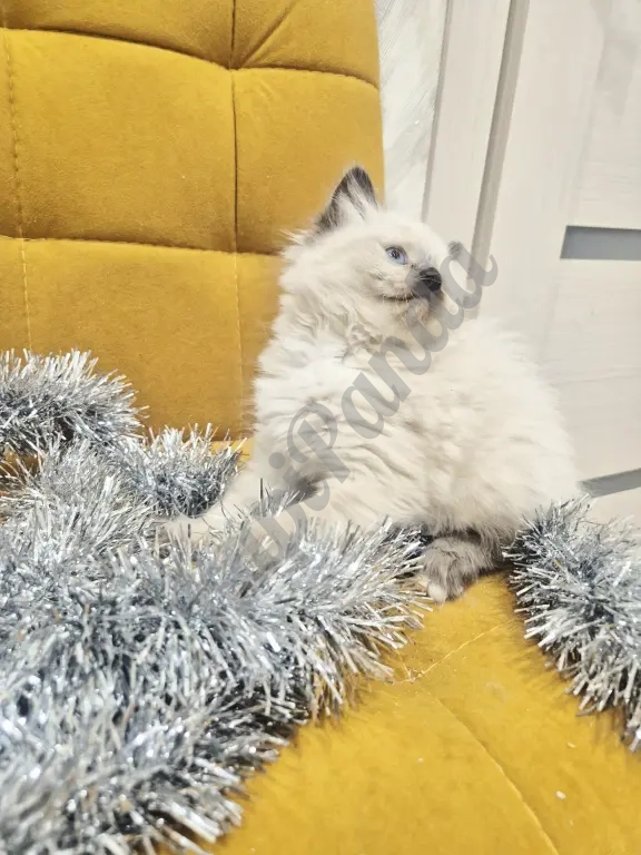 Малышка Рэгдолл