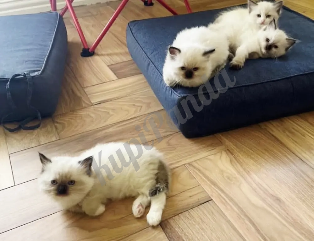 Котята породы Рэгдолл