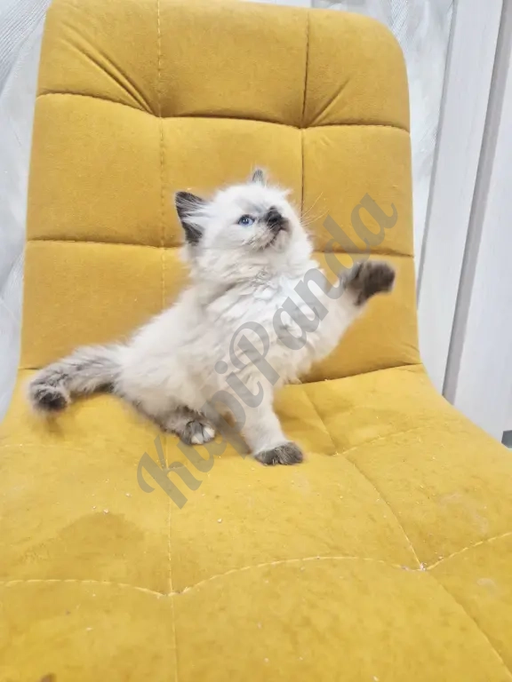 Малышка Рэгдолл