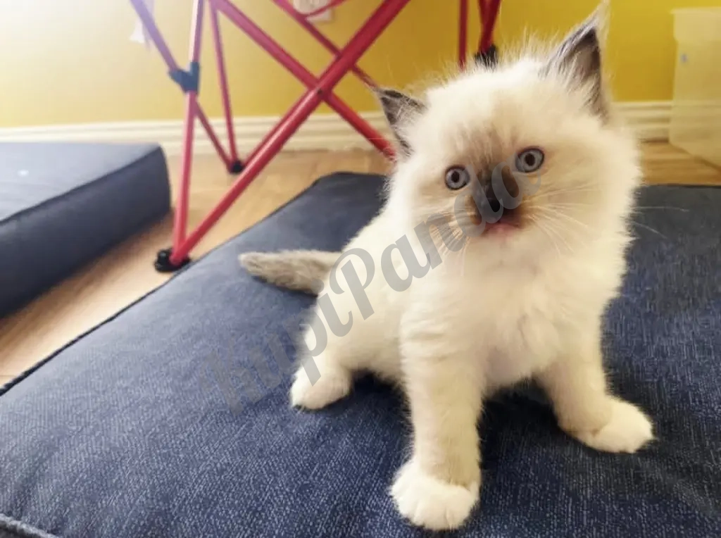 Котята породы Рэгдолл