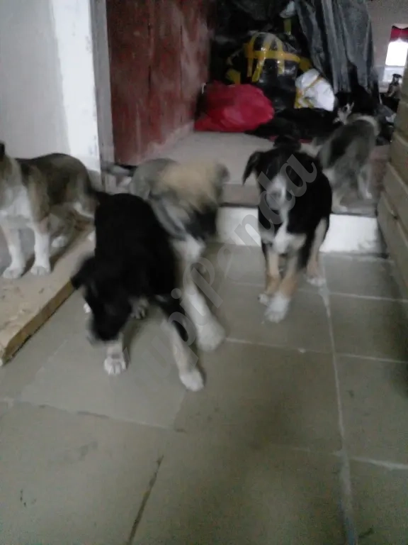 щенки дворняшки