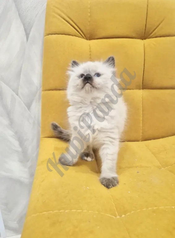 Малышка Рэгдолл