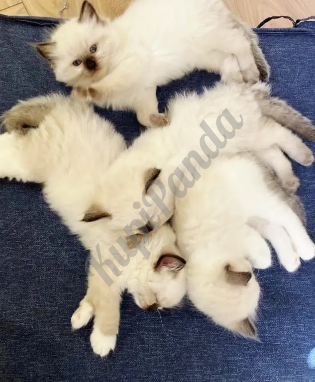 Котята породы Рэгдолл