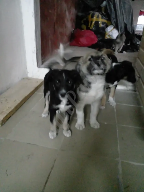 щенки дворняшки