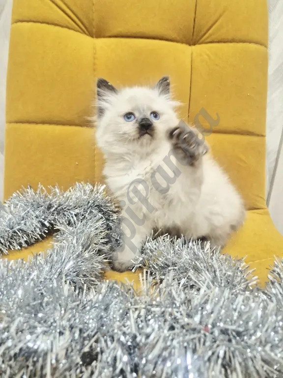 Малышка Рэгдолл