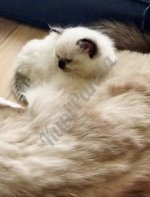 Котята породы Рэгдолл