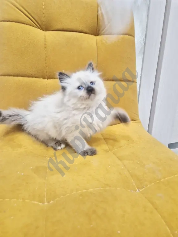 Малышка Рэгдолл