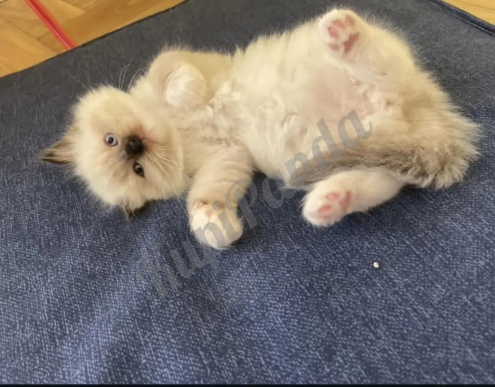 Котята породы Рэгдолл