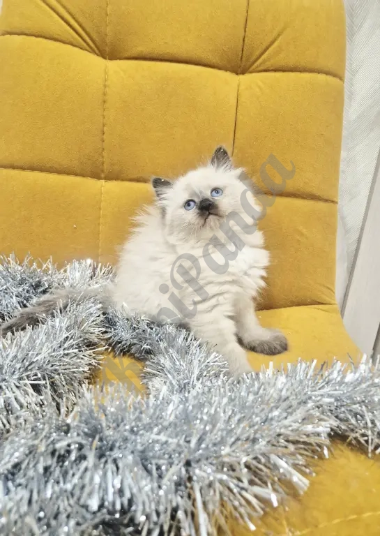 Малышка Рэгдолл