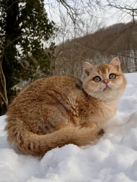 Британская золотая шиншилла