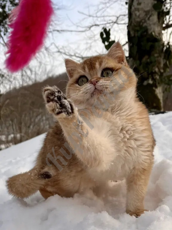 Британская золотая шиншилла