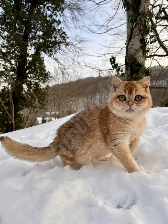 Британская золотая шиншилла