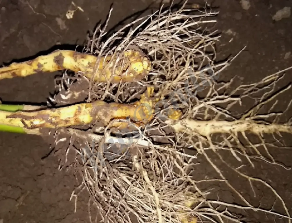 корень подсолнуха