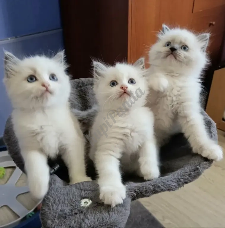 Котята породы Рэгдолл