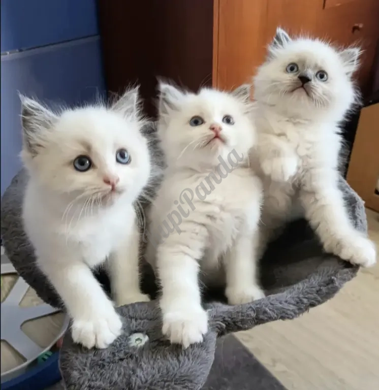 Котята породы Рэгдолл
