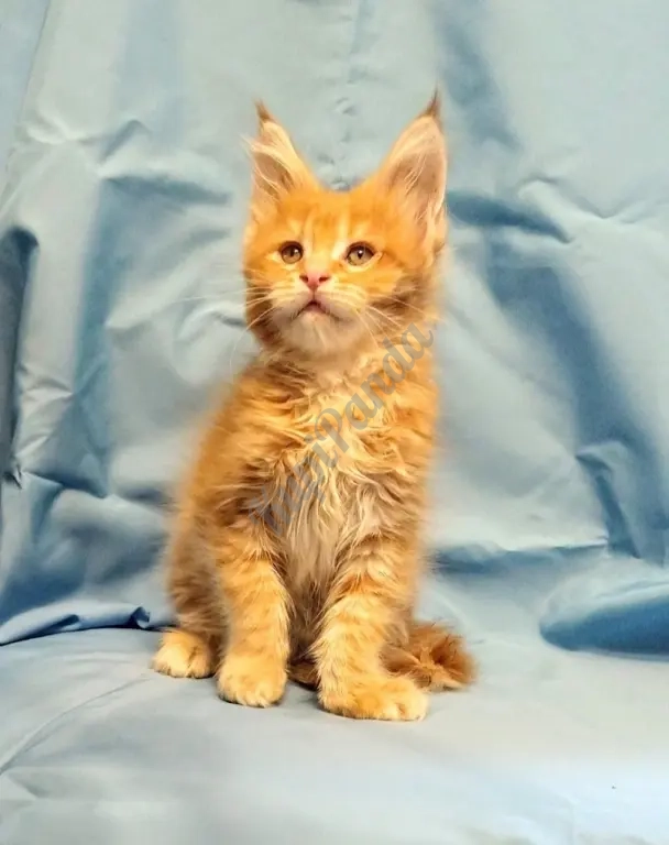 Мейн Кун рыжий кот