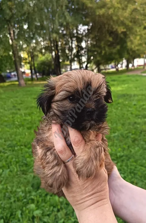 русская салонная собака, мальчик