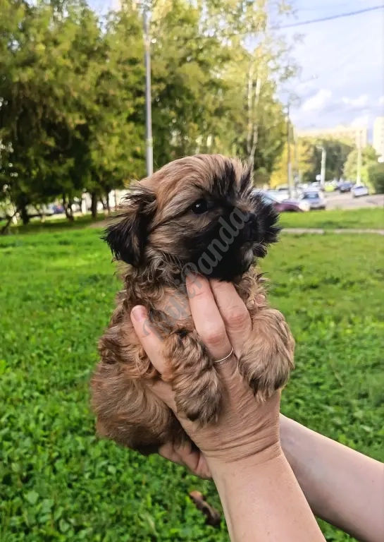 русская салонная собака, мальчик
