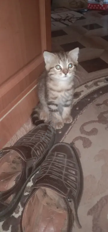 Отдам в добрые руки котят. Шотландцы . Два котика и кошечка. Возраст 2 месяца. Сами ходят в лоток