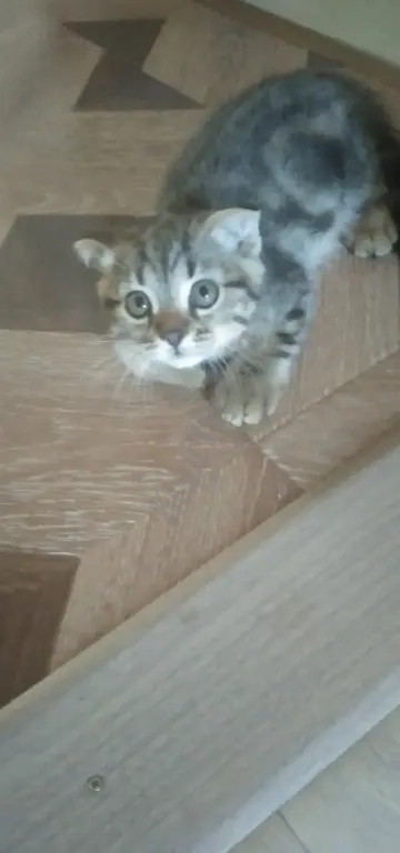 Отдам в добрые руки котят. Шотландцы . Два котика и кошечка. Возраст 2 месяца. Сами ходят в лоток