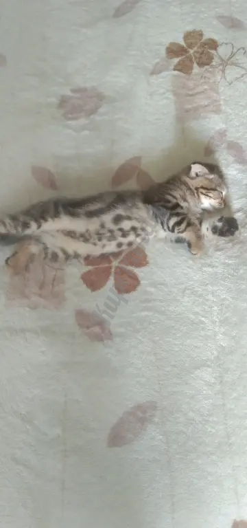 Отдам в добрые руки котят. Шотландцы . Два котика и кошечка. Возраст 2 месяца. Сами ходят в лоток