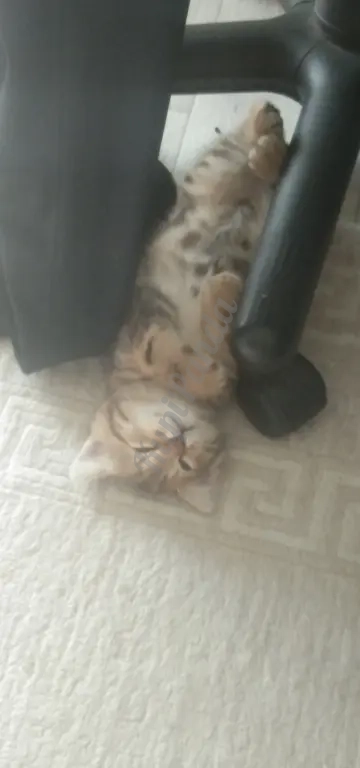 Отдам в добрые руки котят. Шотландцы . Два котика и кошечка. Возраст 2 месяца. Сами ходят в лоток