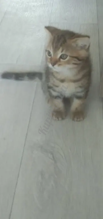 Отдам в добрые руки котят. Шотландцы . Два котика и кошечка. Возраст 2 месяца. Сами ходят в лоток