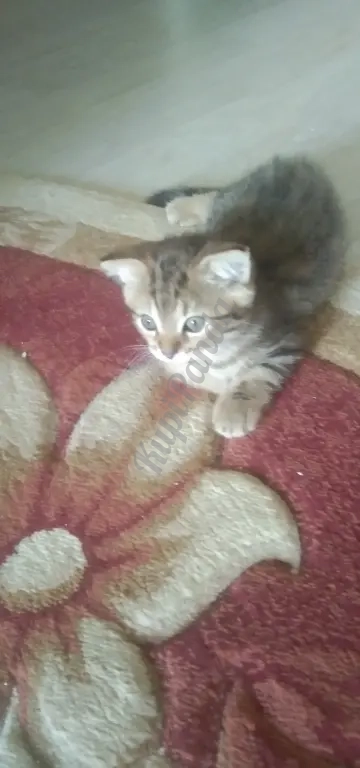 Отдам в добрые руки котят. Шотландцы . Два котика и кошечка. Возраст 2 месяца. Сами ходят в лоток