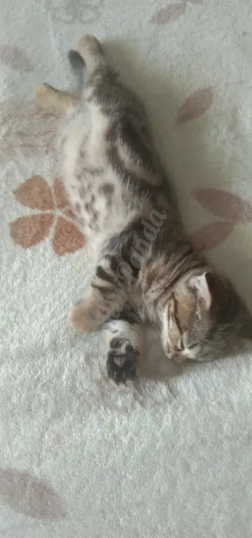 Отдам в добрые руки котят. Шотландцы . Два котика и кошечка. Возраст 2 месяца. Сами ходят в лоток