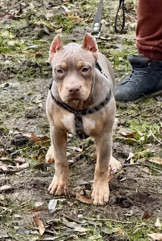 Лиловый триколор девочка Амбулли покет 7 месяцев