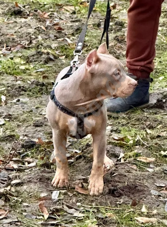 Лиловый триколор девочка Амбулли покет 7 месяцев