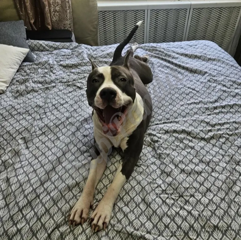 Шикарный голубой кобель Амстаффтерьера ркф