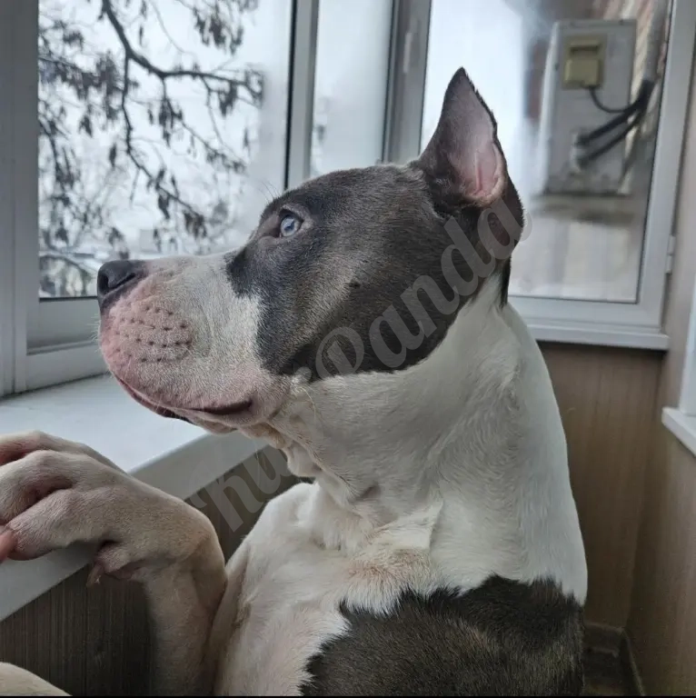 Шикарный голубой кобель Амстаффтерьера ркф