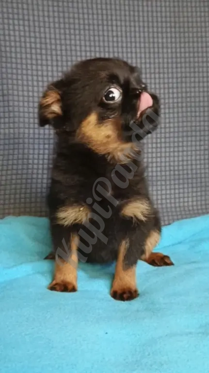 Девочка малый брабансон