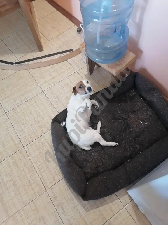 Продажа животного