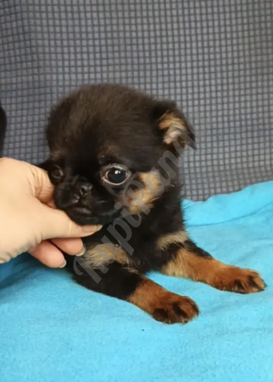 Девочка малый брабансон