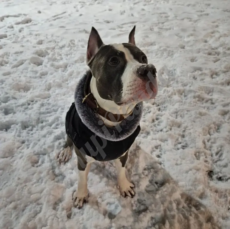 Шикарный голубой кобель Амстаффтерьера ркф