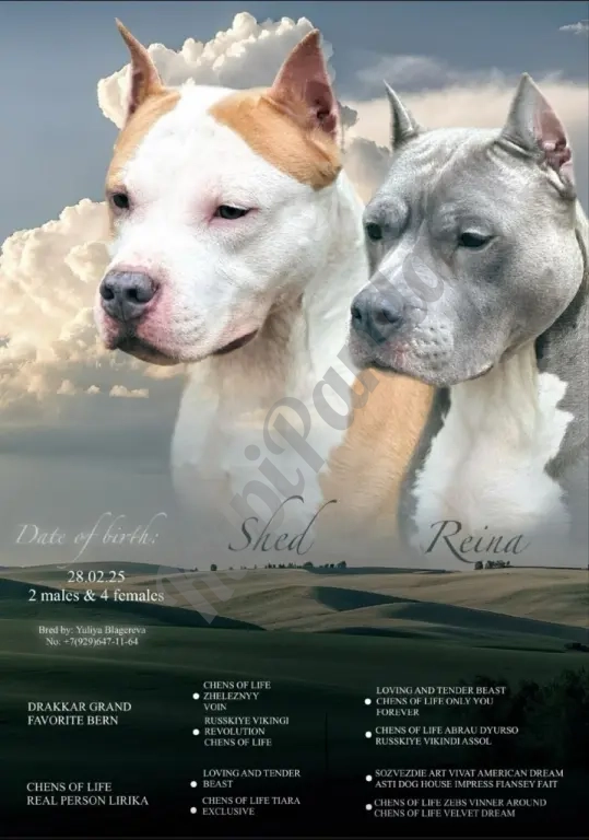 Шикарный голубой кобель Амстаффтерьера ркф