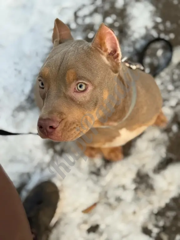 Лиловый триколор девочка Амбулли покет 7 месяцев