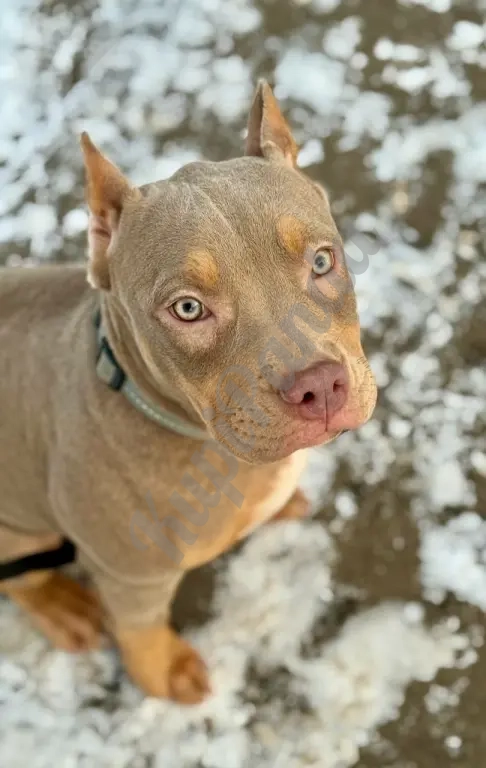 Лиловый триколор девочка Амбулли покет 7 месяцев