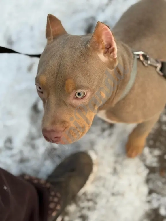 Лиловый триколор девочка Амбулли покет 7 месяцев