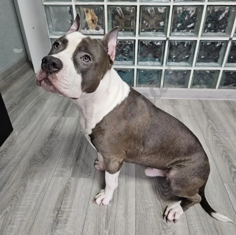 Шикарный голубой кобель Амстаффтерьера ркф