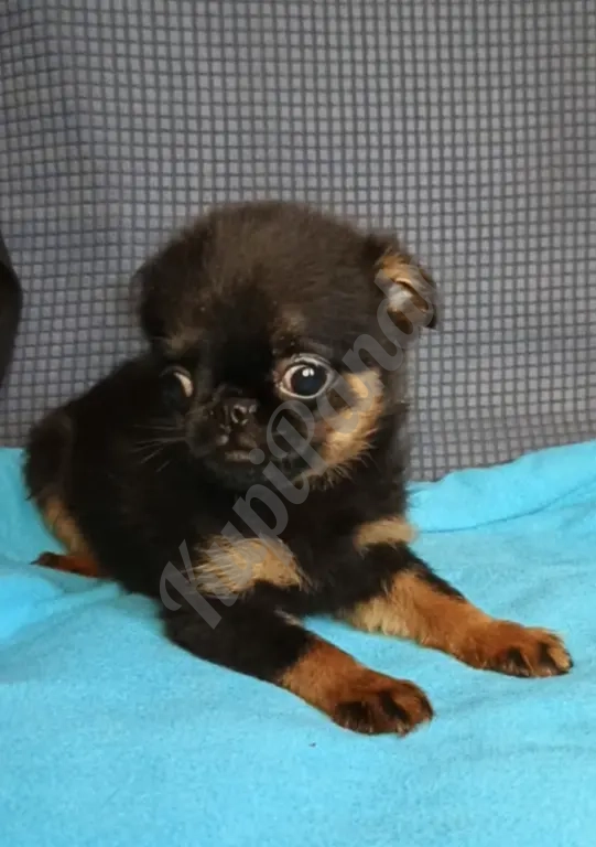 Девочка малый брабансон