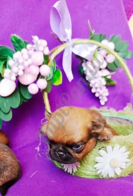 Щенки породы пти-брабансон