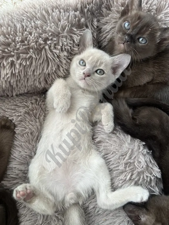 Котята европейской бурмы